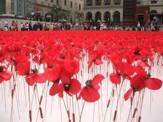 amapolas