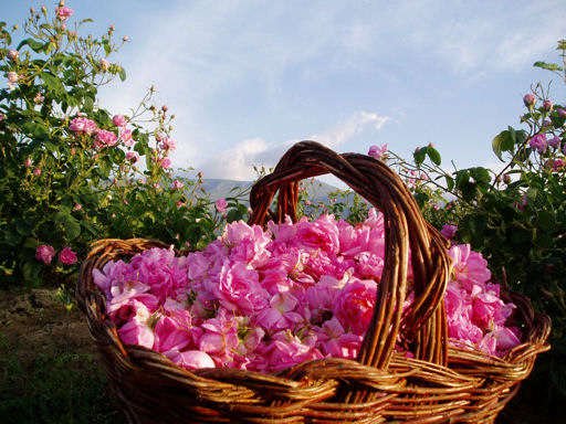 Bulgaria-rose-valley