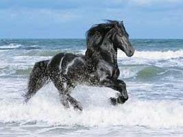 arabian