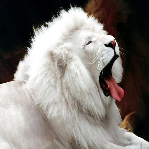 white-lions
