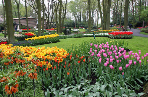 Keukenhof_Gardens_19