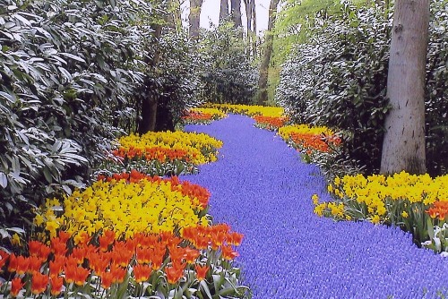 keukenhof-01
